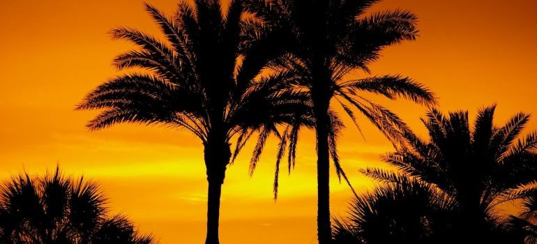 palm trees in the sunset