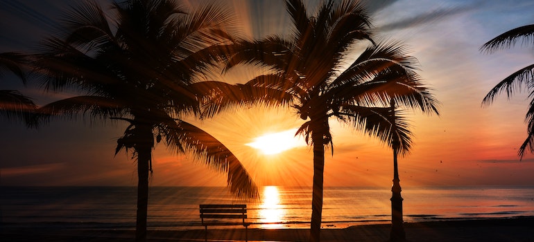 Palm trees on a beach during the sunset