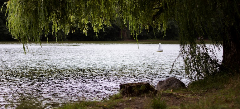 A tree near a lake
