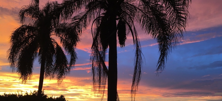 trees in Tampa Florida