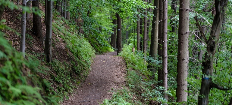A walking path in a forest