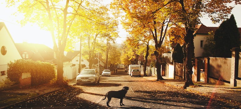 A black Labrador with a collar on standing in the middle of a suburban street during fall