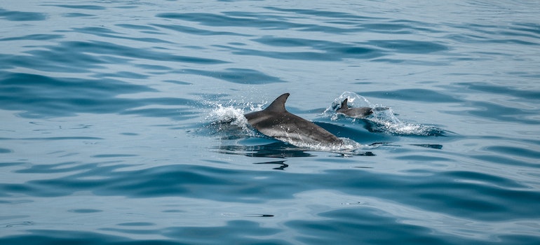 Dolphins in water.