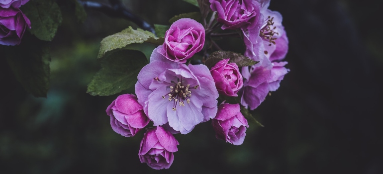 Picture of pink flowers 