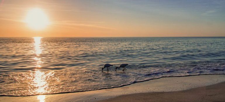 An ocean view you can enjoy after moving from Tampa to Sarasota