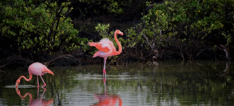 a flamingo in a swamp