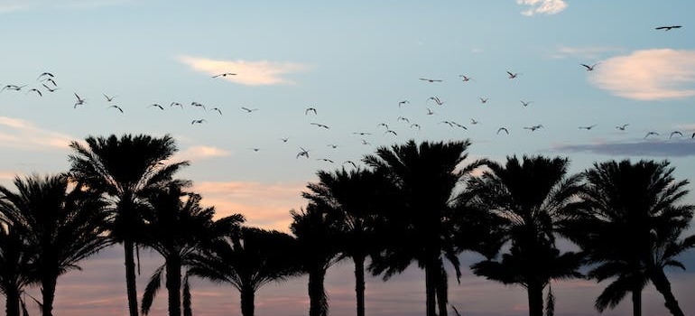 palm trees and birds 