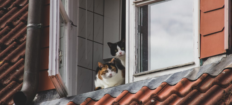 Two cats looking out a window