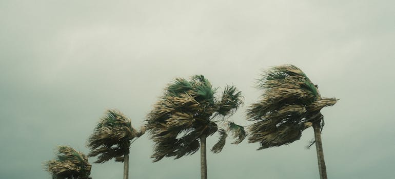 strong storm and palm tress during the Florida hurricane season