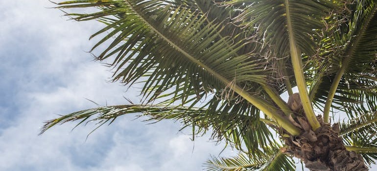 A palm tree