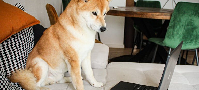 A dog looking at an article about interstate relocation with pets
