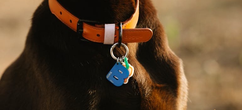 A tag on a collar on a dog