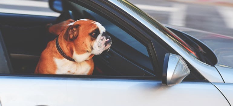 A dog in a car 