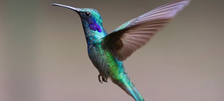 Visitors to Chapel Trail Nature Preserve can enjoy spotting a variety of wildlife, including the beautiful hummingbird, making it one of the family-friendly places in Pembroke Pines.